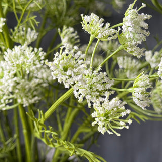 Close-up of green plants with small white flowers on a blurred background