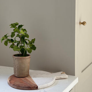 Small potted mint plant on a marble surface with a neutral wall background
