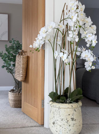 Decorative indoor plant in a pot on a surface with a neutral background