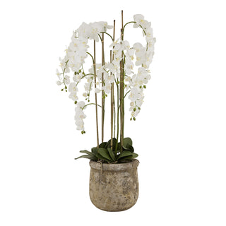 A 5 foot artificial Large White Orchid with numerous blooms and buds, visible root network, and sturdy supporting canes in a distressed stone pot.