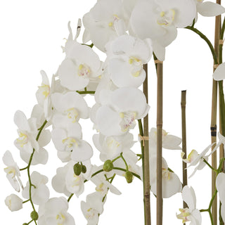Section of large potted orchid showing detailed petals. stems and supporting canes