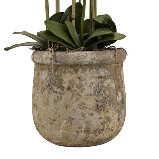 Close up of stone pot holding large potted orchid