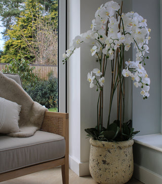 A 5 foot artificial Large White Orchid with numerous blooms and buds, visible root network, and sturdy supporting canes in a distressed stone pot.
