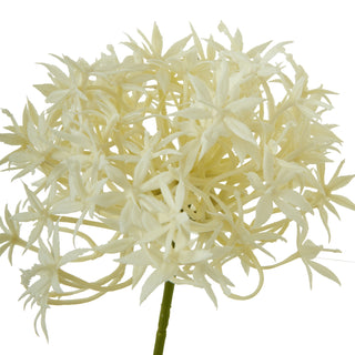 Faux white alliums bloom stems on white background 