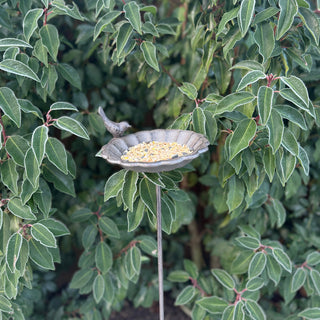 Bird feeder with birdseed on a stand surrounded by green foliage