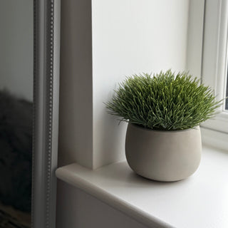 Potted plant on a windowsill with a neutral background