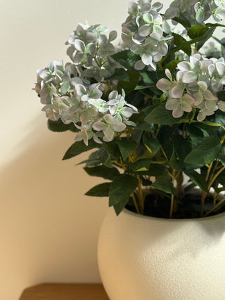 Potted plant with white flowers and green leaves on a neutral background