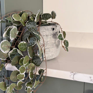 Potted plant on a surface with a neutral background