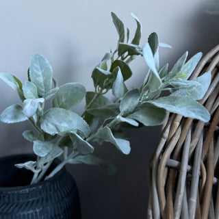 lambs ear stems in black stone pot 