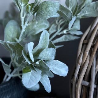 Close-up of green leaves with a wicker basket in the background