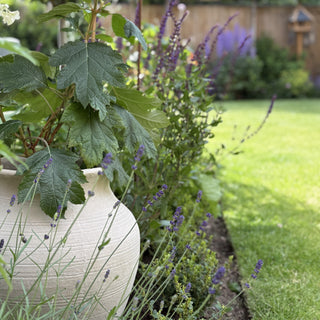Garden scene with a white vase, green leaves, and purple flowers.