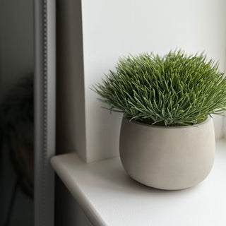 Small potted plant on a white surface with a neutral background