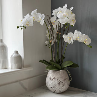 White orchids in a textured vase on a light-colored floor with a neutral wall background